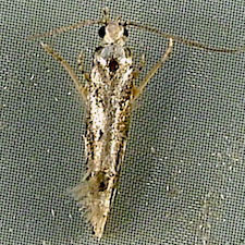 Coleotechnites macleodi