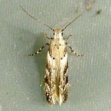 Coleotechnites piceaella