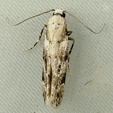 Coleotechnites piceaella