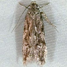 Carpatolechia notatella