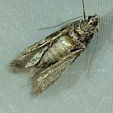 Carpatolechia notatella