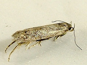 Bryotropha similis