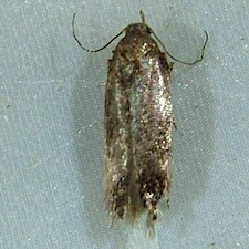 Bryotropha similis