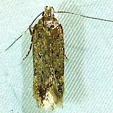 Bryotropha hodgesi