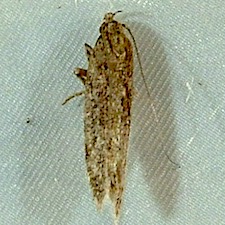 Scrobipalpa atriplicella