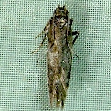 Scrobipalpa macromaculata