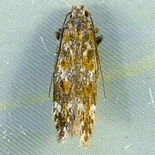 Scrobipalpa macromaculata