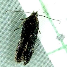 Aproaerema palpilineella