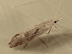 Euceratia securella