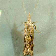 Euceratia securella