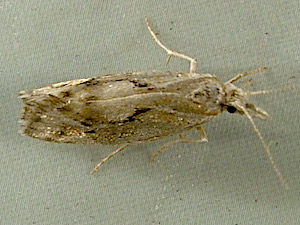 Euceratia securella