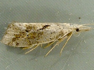 Euceratia securella