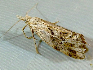 Euceratia securella