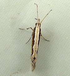 Plutella xylostella