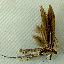 Plutella xylostella