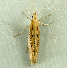 Plutella xylostella