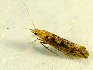 Plutella xylostella