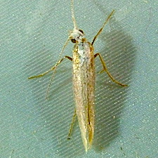 Plutella xylostella