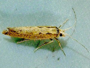 Plutella xylostella