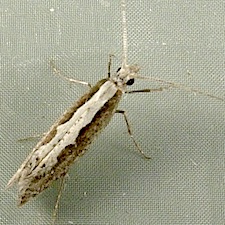 Plutella xylostella