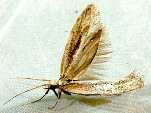 Plutella xylostella