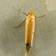 Ypsolopha ochrella