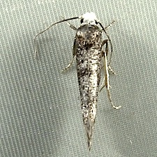 Swammerdamia pyrella