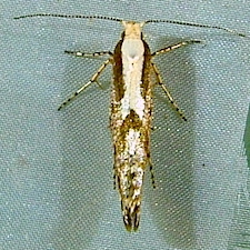 Argyresthia conjugella