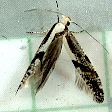 Argyresthia conjugella