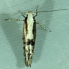 Argyresthia conjugella