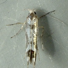 Argyresthia goedartella