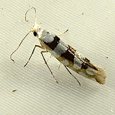 Argyresthia goedartella