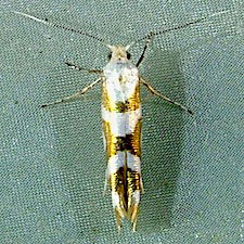 Argyresthia goedartella