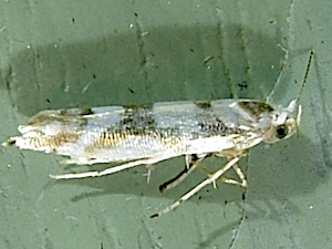 Argyresthia goedartella