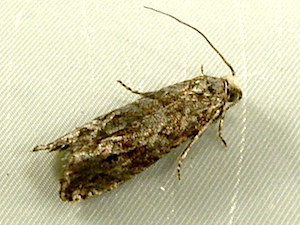 Bactra furfurana