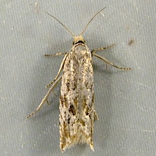 Bactra furfurana