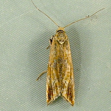 Bactra furfurana