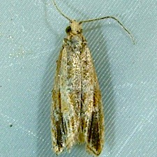 Bactra furfurana