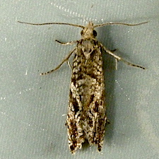 Bactra furfurana