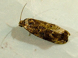 Endothenia hebesana