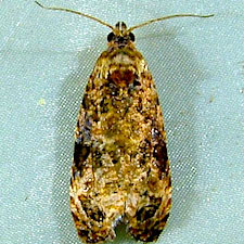 Endothenia hebesana