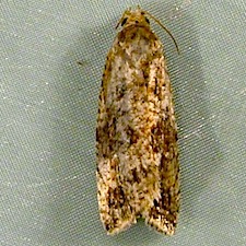 Endothenia nubilana