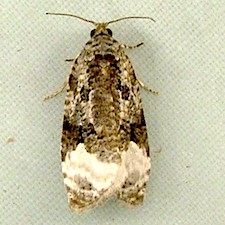 Apotomis capreana