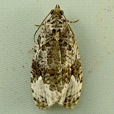 Apotomis capreana