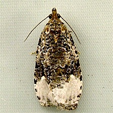 Apotomis capreana