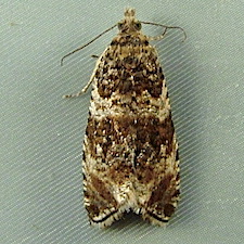 Olethreutes trinitana