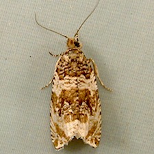 Olethreutes trinitana