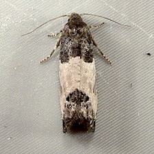 Spilonota ocellana