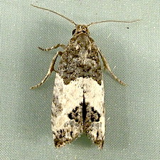 Spilonota ocellana