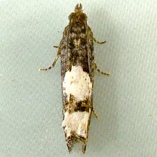 Eucosma oregonensis